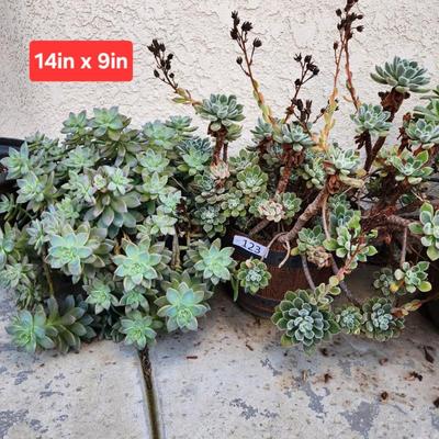 Sale Photo Thumbnail #372