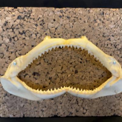 Mounted Shark Jaws 13” Width , Cork Board Foundation 