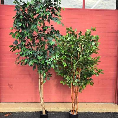 Faux Ficus Trees - 6’ & 8’
