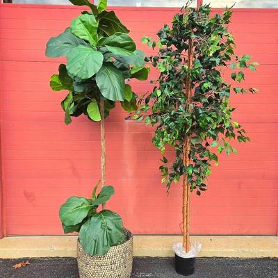 Faux Ficus Trees - 8’