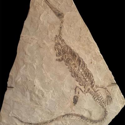 Mesosaurus Fossil (Early Permian)