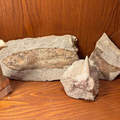 Scrimshaw Whale Tooth, Fossilized Shark Tooth, Fish Fossil 