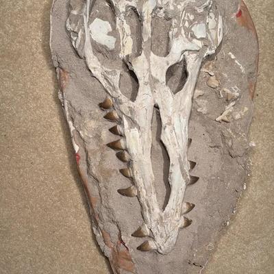 Mososaur Jaw With Teeth 