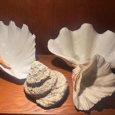 Clam Shells And Fossilized Shell