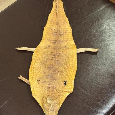 Caiman Crocodile Skin