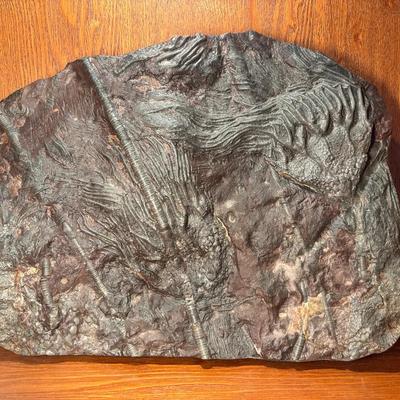 Moroccan Crinoid Fossil (400 Million Years)