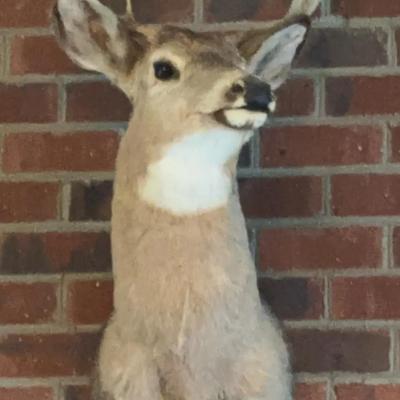 Taxidermied 6-Point Deer Head