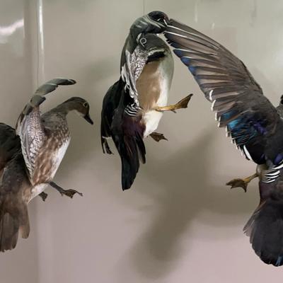 Taxidermied Ducks (3)
