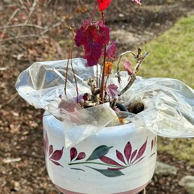 Small Ceramic Planter 