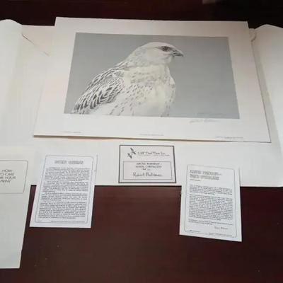 Robert Bateman Arctic Portrait - White Gyrfalcon 
