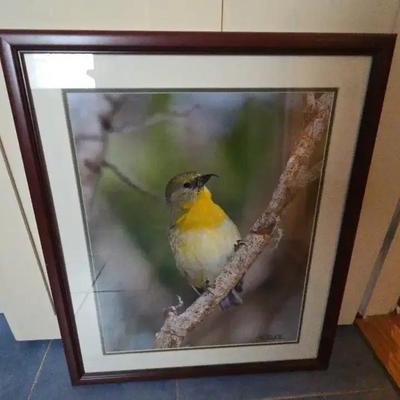 Hawaiian Honeycreeper Bird Photograph