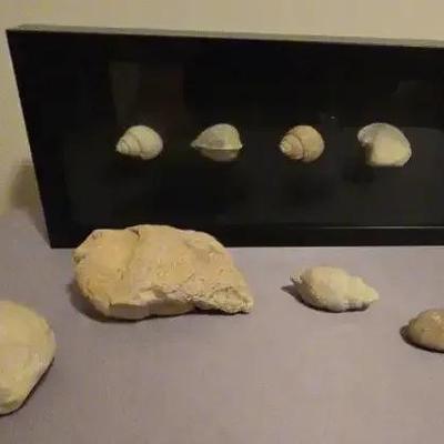 Fossil Shells Display And Urchin