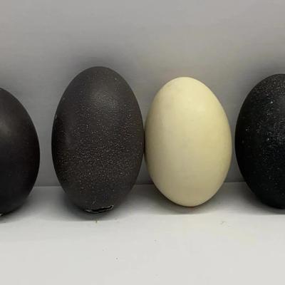 Blown Empty Ostrich, Emu and Rhea Americana Eggs For Decorative Art Carving Eggery Or Collectibles 6