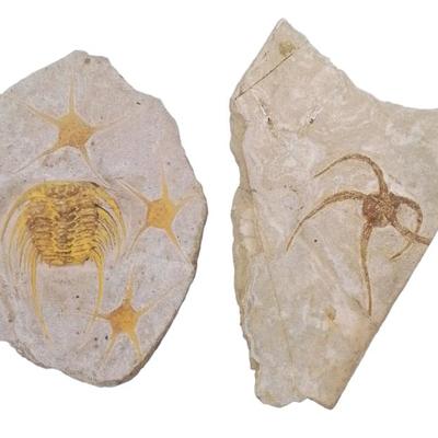 Sale Photo Thumbnail #28