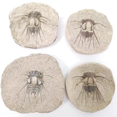 Sale Photo Thumbnail #19