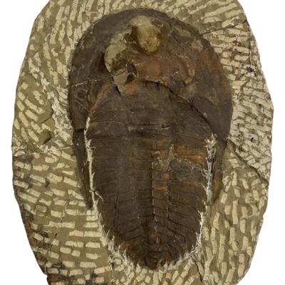 Sale Photo Thumbnail #233