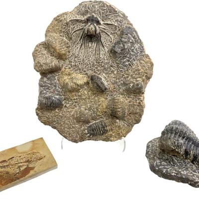 Sale Photo Thumbnail #225