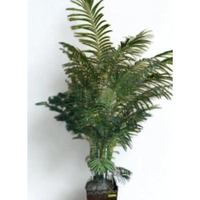BN117 78” Artificial Palm Fern Plant 