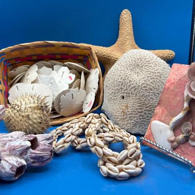 BN369 Starfish, Sand Dollars, Corals, Pufferfish & More!