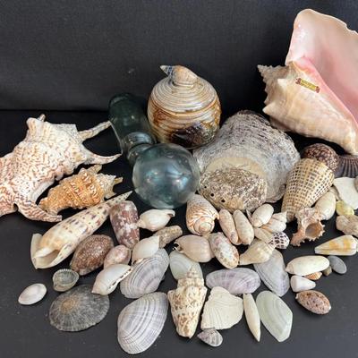 ST505 - Shell Collection
