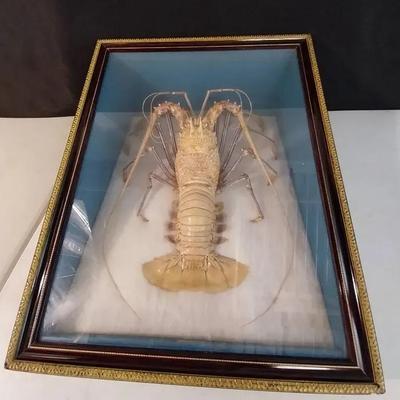ST241 - Framed Japanese Spiny Lobster Display/Shadowbox