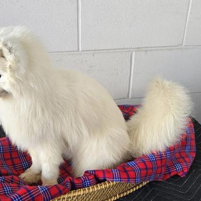 Beautiful & Flawless Glacier Fox Softmount Taxidermy