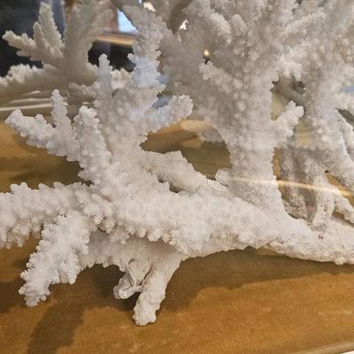 Sea Coral Approximately Largest is 17" Long