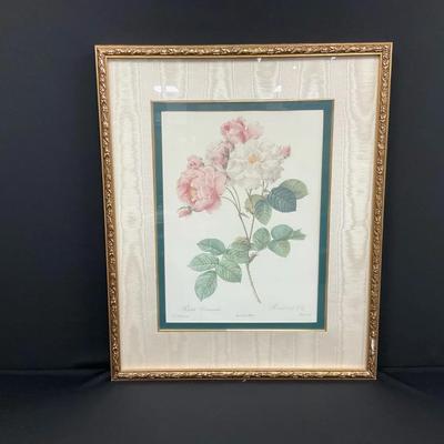 Pierre Joseph Redouté Rosa Damascena 