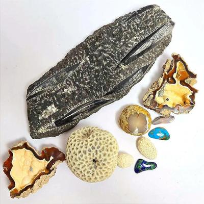 Cephalapod Fossil (Orthoceras) 14” Long, Agatized Coral And More