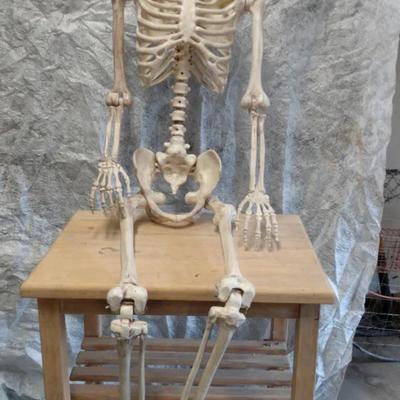 5 Foot Skeleton 