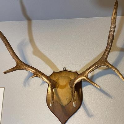 Antler Decor 