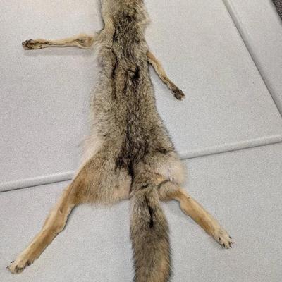58" Coyote Pelt With Legs