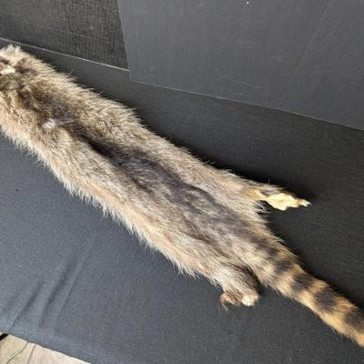 36" Racoon Pelt