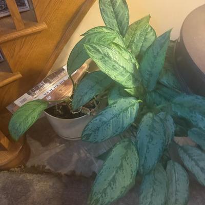 Sale Photo Thumbnail #279