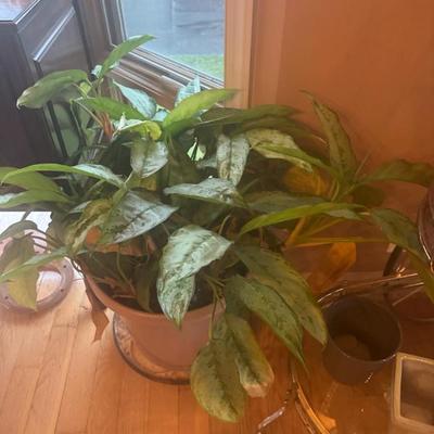 Sale Photo Thumbnail #100