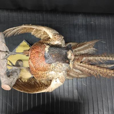 Vintage Ringneck Pheasant Taxidermy – Perched Display Mount
