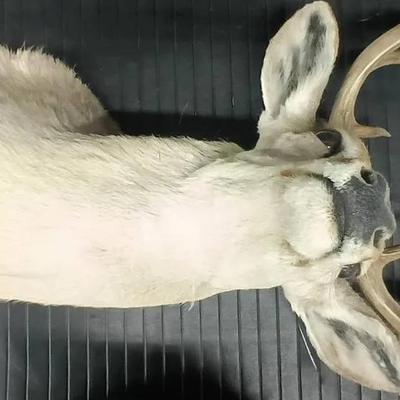Vintage 1972 Mule Deer Shoulder Mount