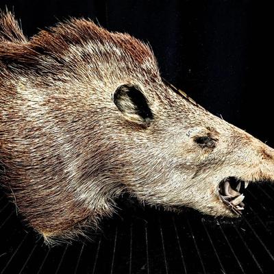 Vintage Javelina (Collared Peccary) Taxidermy Shoulder Mount