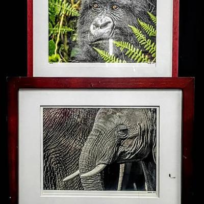 Pair of Framed Wildlife Photography Prints – Gorilla & Elephant & Signed by Photographer