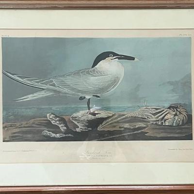 1860 J Bien Chromolithograph after J.J. Audubon’s Sandwich Tern