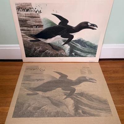 Scarce John Ruthven Artist Proof Print ‘The Great Auk’ Signed & Numbered