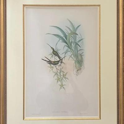 J. Gould and H.C. Richter Chromolithograph “Rhodopis Vespera”