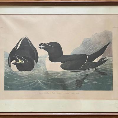 1860 J. Bien Chromolithograph after J. J. Audobon’s Razor-billed Auk