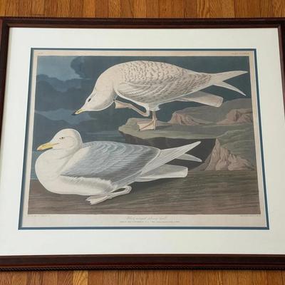 Large Framed Audubon Print White-Winged Silvery Gull, Plate #282 From BOA