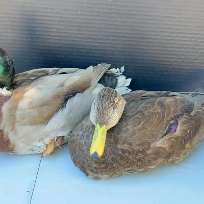 Very Realistic Taxidermy Duck Couple - Mallard Female & Male Pair - in Great Condition