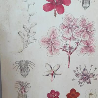 Pretty Floral / Botanical Flowers Thin Wood Picture by Creative Co-Op - Signed 7/2021