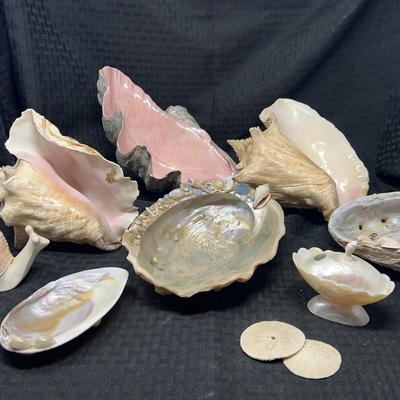 Sea Shells