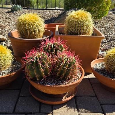 Golden & Fire Barrel Cacti in Terracotta Pots
