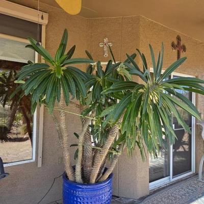 Madagascar Palm in Blue Pot