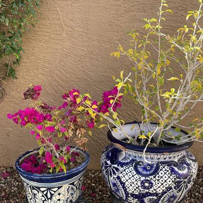 Talavera Pots With Live Plants  